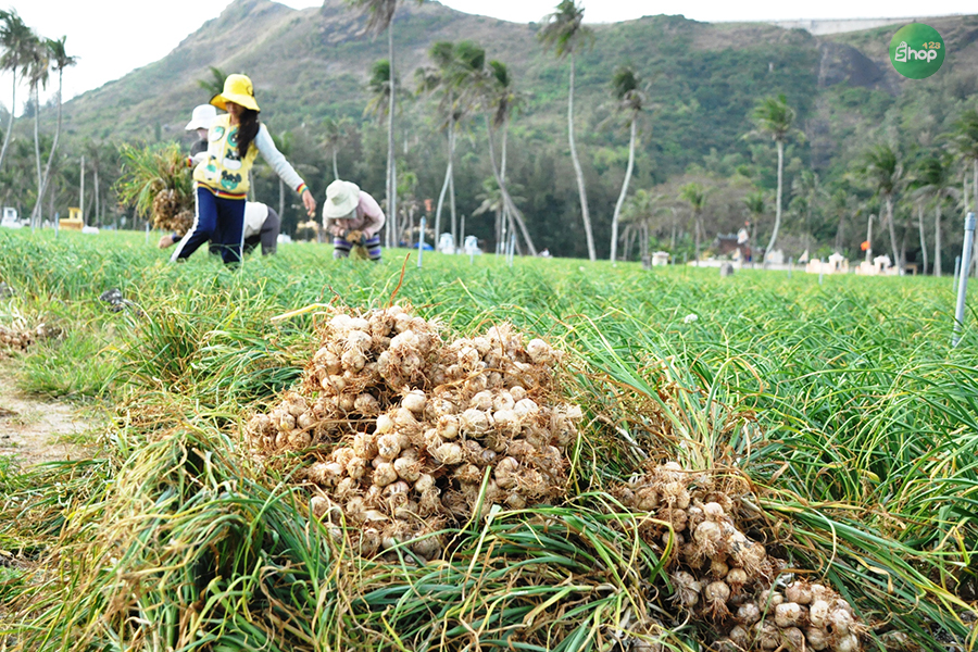 Mùa thu hoạch tỏi ở Lý Sơn thường diễn ra vào khoảng tháng 8 và tháng 9 hàng năm.