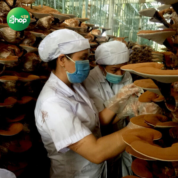 Trà Túi Lọc Thảo Mộc Nấm Linh Chi Cao Cấp [Hộp 30 Túi] - Hình ảnh 4