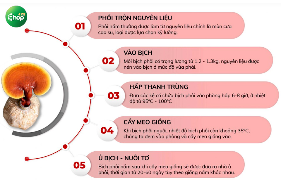 Quy trình làm bịch phôi giống nấm linh Chi 