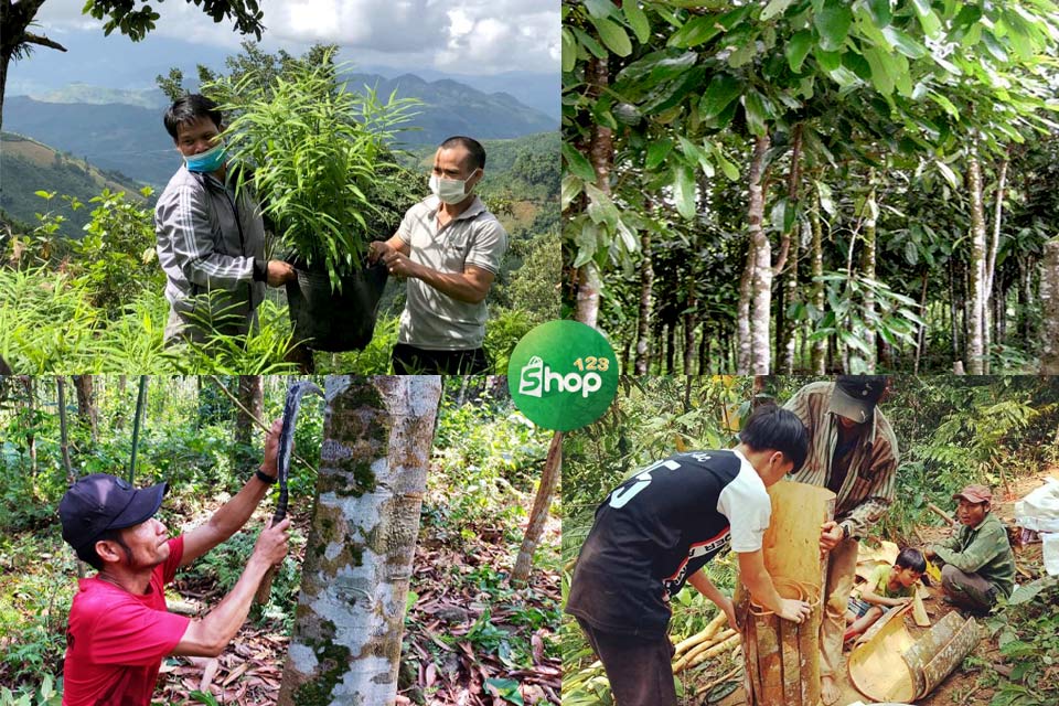Quy trình sản xuất Quế Trà Bồng