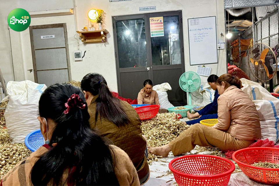 Tỏi về sẽ được chọn lựa kỹ càng và đem đi sơ chế hoặc phơi khô để bảo quản